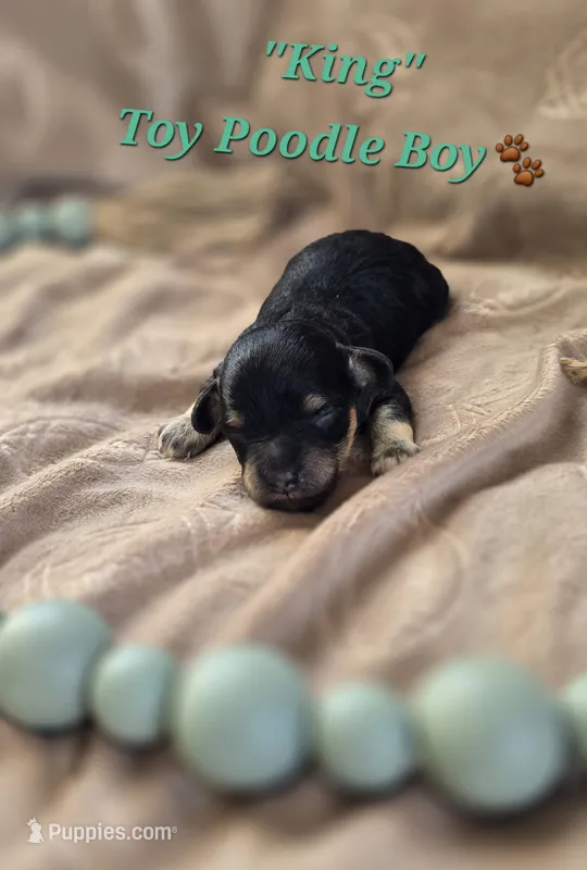 King – Poodle - Toy  puppy for sale in Donnelly, MN