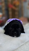 Lizzie, a female Cavapoo for sale in Donnelly, MN – 5 of 8