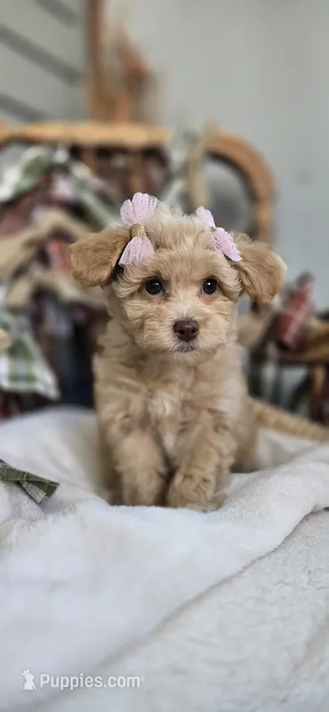 Shyla – Pomapoo puppy for sale in Donnelly, MN