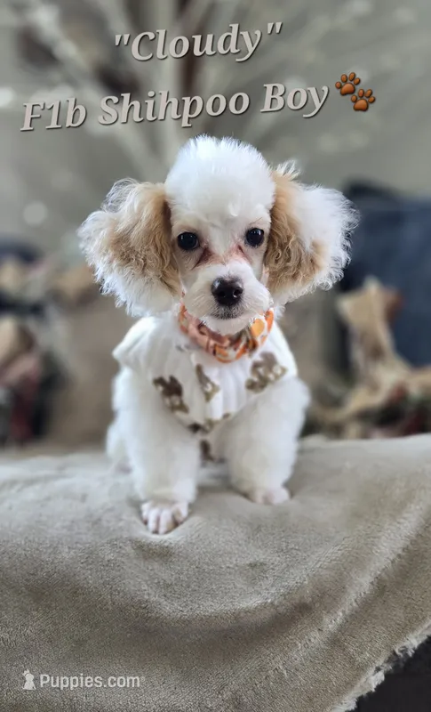 Cloudy – Shihpoo puppy for sale in Donnelly, MN