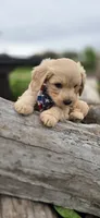 Hans, a male Yorkipoo for sale in Donnelly, MN – 4 of 4