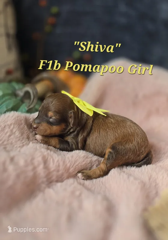 Shiva – Pomapoo puppy for sale in Donnelly, MN