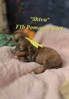 Shiva, a female Pomapoo for sale in Donnelly, MN – 1 of 3