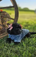 Anchor , a female Peekapoo for sale in Donnelly, MN – 7 of 9
