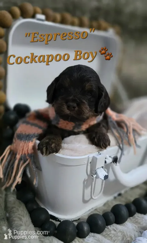 Espresso  – Cockapoo puppy for sale in Donnelly, MN