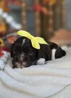 Hattie, a female Cavapoo for sale in Donnelly, MN – 4 of 6