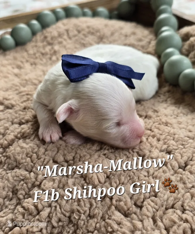 Marsha-Mallow – Shihpoo puppy for sale in Donnelly, MN