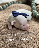 Marsha-Mallow, a female Shihpoo for sale in Donnelly, MN – 1 of 1