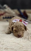 Hope, a female Poodle - Toy  for sale in Donnelly, MN – 2 of 3