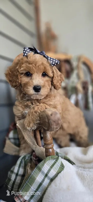 Sheena – Pomapoo puppy for sale in Donnelly, MN