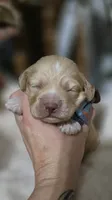 Macchiato , a male Cockapoo for sale in Donnelly, MN – 2 of 7