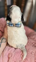Clyde, a male Cockapoo for sale in Donnelly, MN – 3 of 3