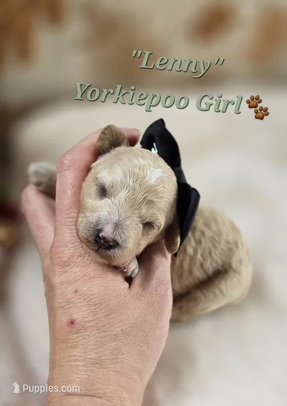 Lenny – Yorkipoo puppy for sale in Donnelly, MN