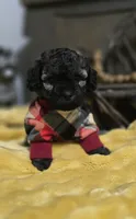 Kyson , a male Peekapoo for sale in Donnelly, MN – 3 of 7