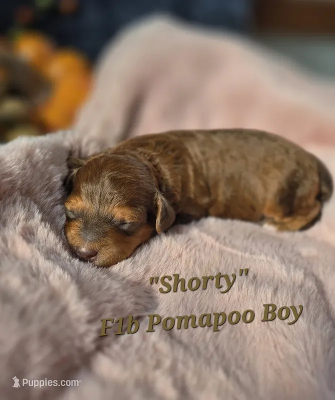 Shorty – Pomapoo puppy for sale in Donnelly, MN