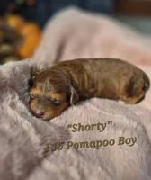 Shorty, a male Pomapoo for sale in Donnelly, MN – 1 of 6