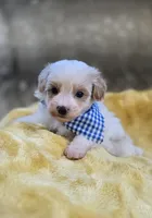 Walter, a male Yorkipoo for sale in Donnelly, MN – 10 of 10