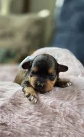 Sheba, a female Pomapoo for sale in Donnelly, MN – 4 of 7