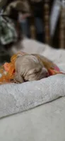 Macchiato , a male Cockapoo for sale in Donnelly, MN – 4 of 7