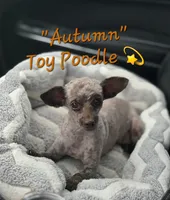 Autumn, a female Poodle - Toy  for sale in Donnelly, MN – Photo 1 of 2