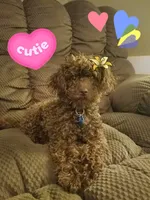 Autumn, a female Poodle - Toy  for sale in Donnelly, MN – Photo 2 of 2