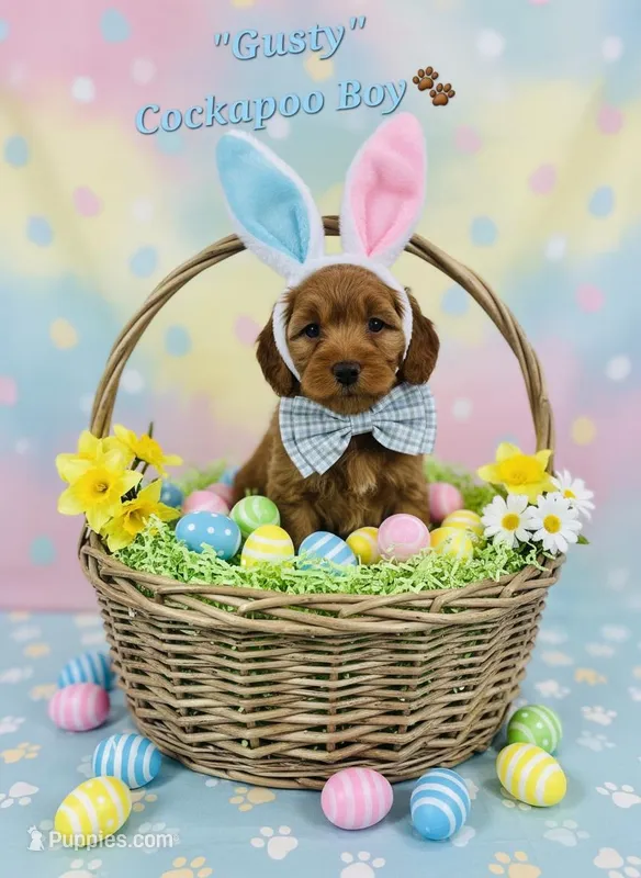 Gusty – Cockapoo puppy for sale in Donnelly, MN