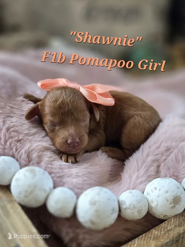 Shawnie – Pomapoo puppy for sale in Donnelly, MN