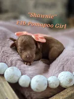 Shawnie, a female Pomapoo for sale in Donnelly, MN – 1 of 3