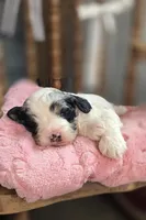 Clyde, a male Cockapoo for sale in Donnelly, MN – 2 of 3