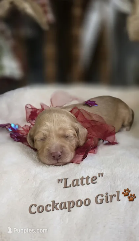 Latte – Cockapoo puppy for sale in Donnelly, MN