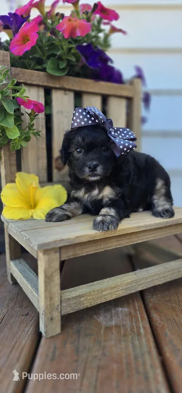 Jasmine – Shihpoo puppy for sale in Donnelly, MN