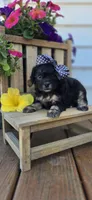 Jasmine, a female Shihpoo for sale in Donnelly, MN – 1 of 3