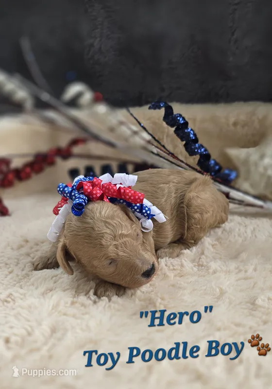 Hero – Poodle - Toy  puppy for sale in Donnelly, MN
