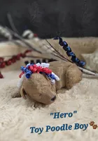 Hero, a male Poodle - Toy  for sale in Donnelly, MN – 1 of 1