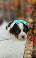 Bessie, a female Cavapoo for sale in Donnelly, MN – 3 of 9