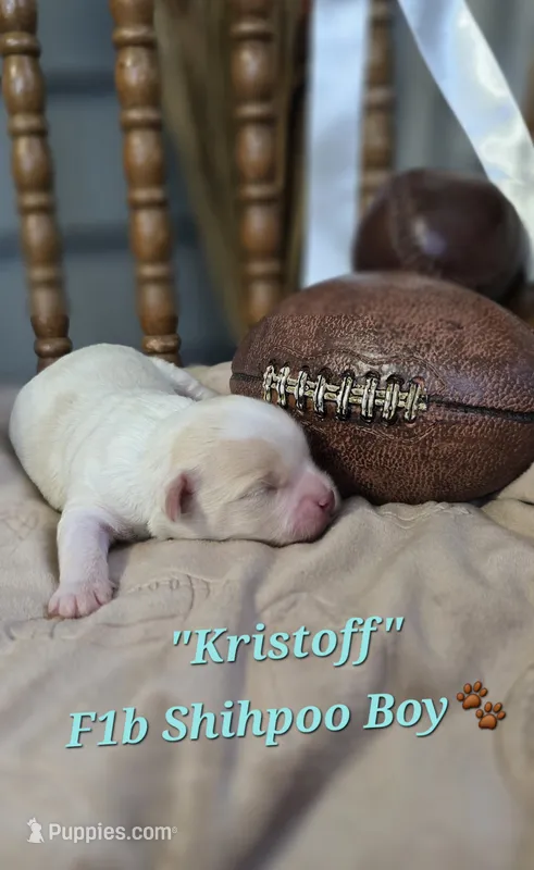 Kristoff – Shihpoo puppy for sale in Donnelly, MN