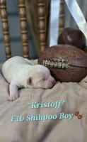 Kristoff, a male Shihpoo for sale in Donnelly, MN – 1 of 1