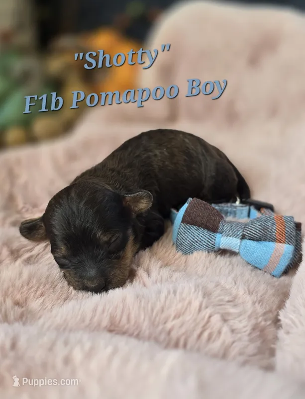 Shotty – Pomapoo puppy for sale in Donnelly, MN