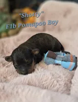 Shotty, a male Pomapoo for sale in Donnelly, MN – 1 of 5
