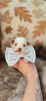 Walter, a male Yorkipoo for sale in Donnelly, MN – 5 of 10
