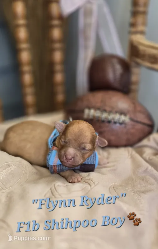 Flynn Rider – Shihpoo puppy for sale in Donnelly, MN