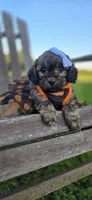 Kalina, a female Peekapoo for sale in Donnelly, MN – 6 of 10