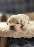 Cruz, a male Peekapoo for sale in Donnelly, MN – 3 of 4