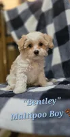Bentley, a male Maltipoo for sale in Donnelly, MN – 4 of 10