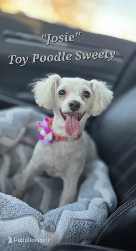 Josie – Poodle - Toy  puppy for sale in Donnelly, MN