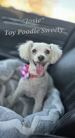 Josie, a female Poodle - Toy  for sale in Donnelly, MN – 1 of 1