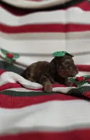 Blitzen, a female Pomapoo for sale in Donnelly, MN – Photo 3 of 4