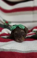 Blitzen, a female Pomapoo for sale in Donnelly, MN – Photo 4 of 4