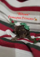 Blitzen, a female Pomapoo for sale in Donnelly, MN – Photo 1 of 4