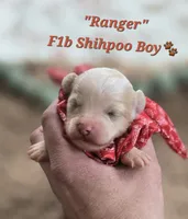 Ranger, a male Shihpoo for sale in Donnelly, MN – 1 of 1